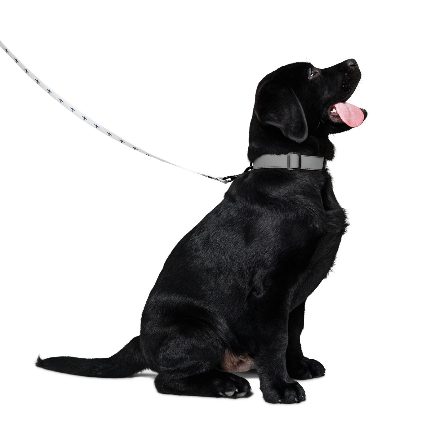 Pet Leash